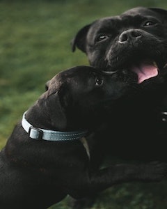 black adult and puppy pit bull laying in the grass together