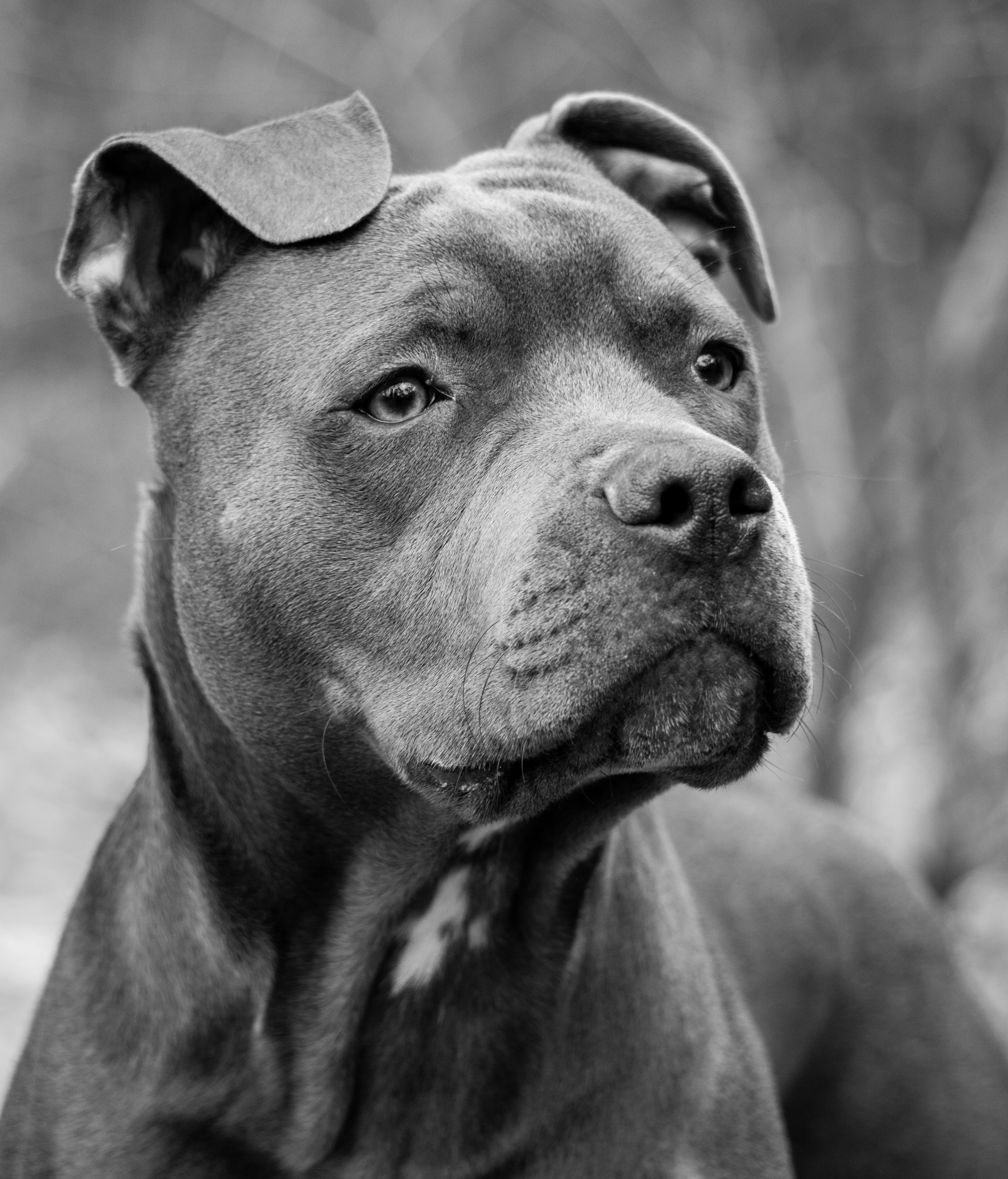 Picture of a brown pit bull puppy