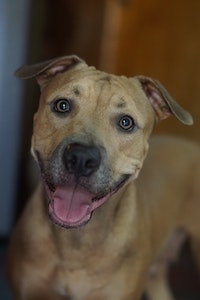 picture or older brown Pit  Bull standing up