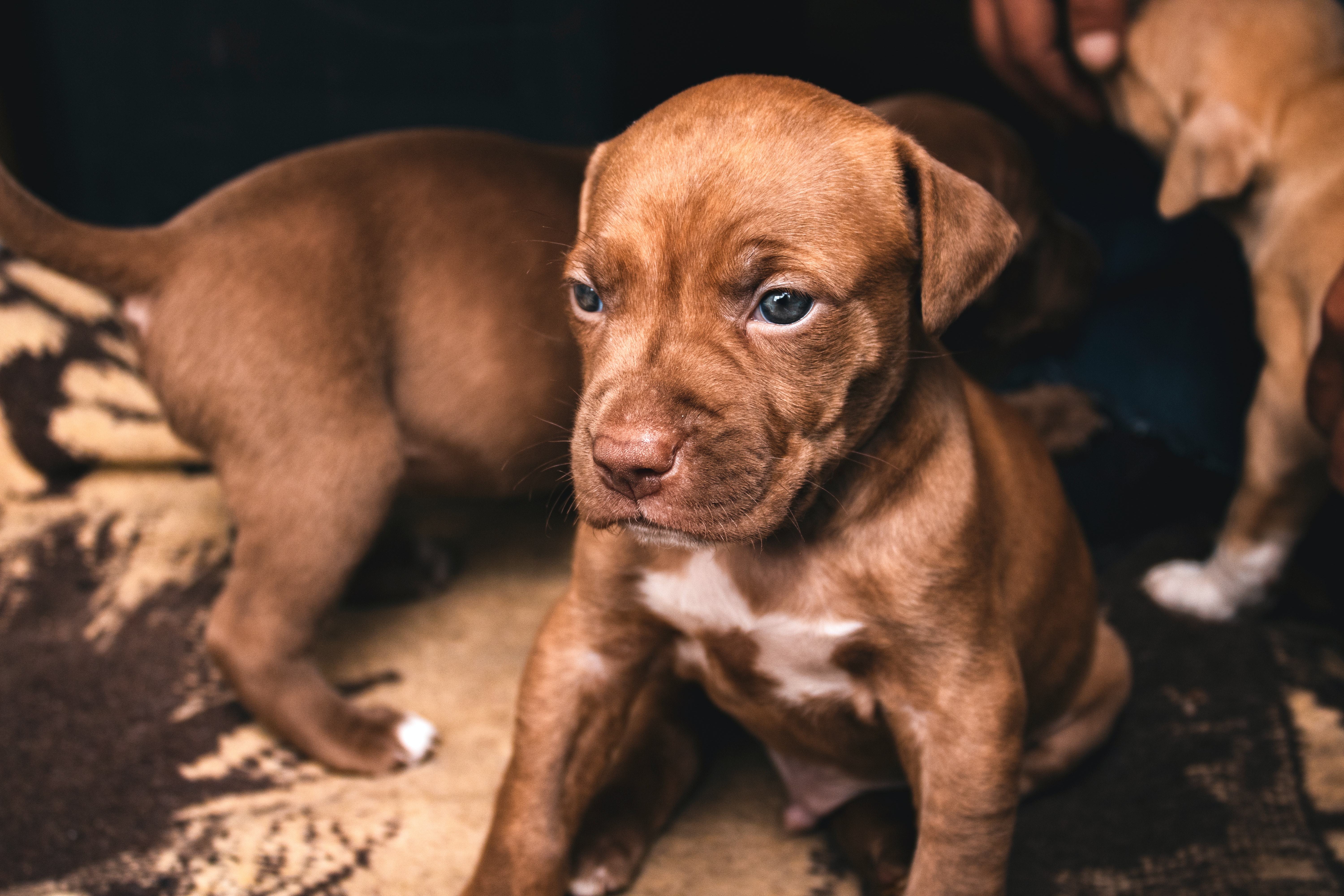 Picture of a brown pit bull puppy