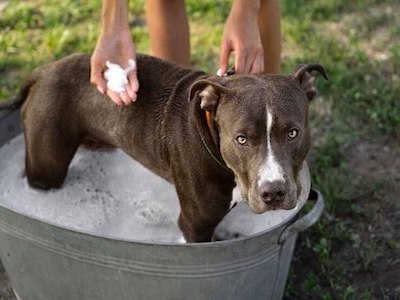 Pit Bull getting a bath in a tub outdoors.