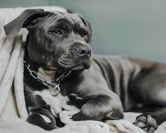 Picture of adult brown pit bull snuggled in a blanket.