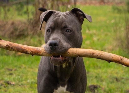 Brown Pit Bull with s large stick in his mouth