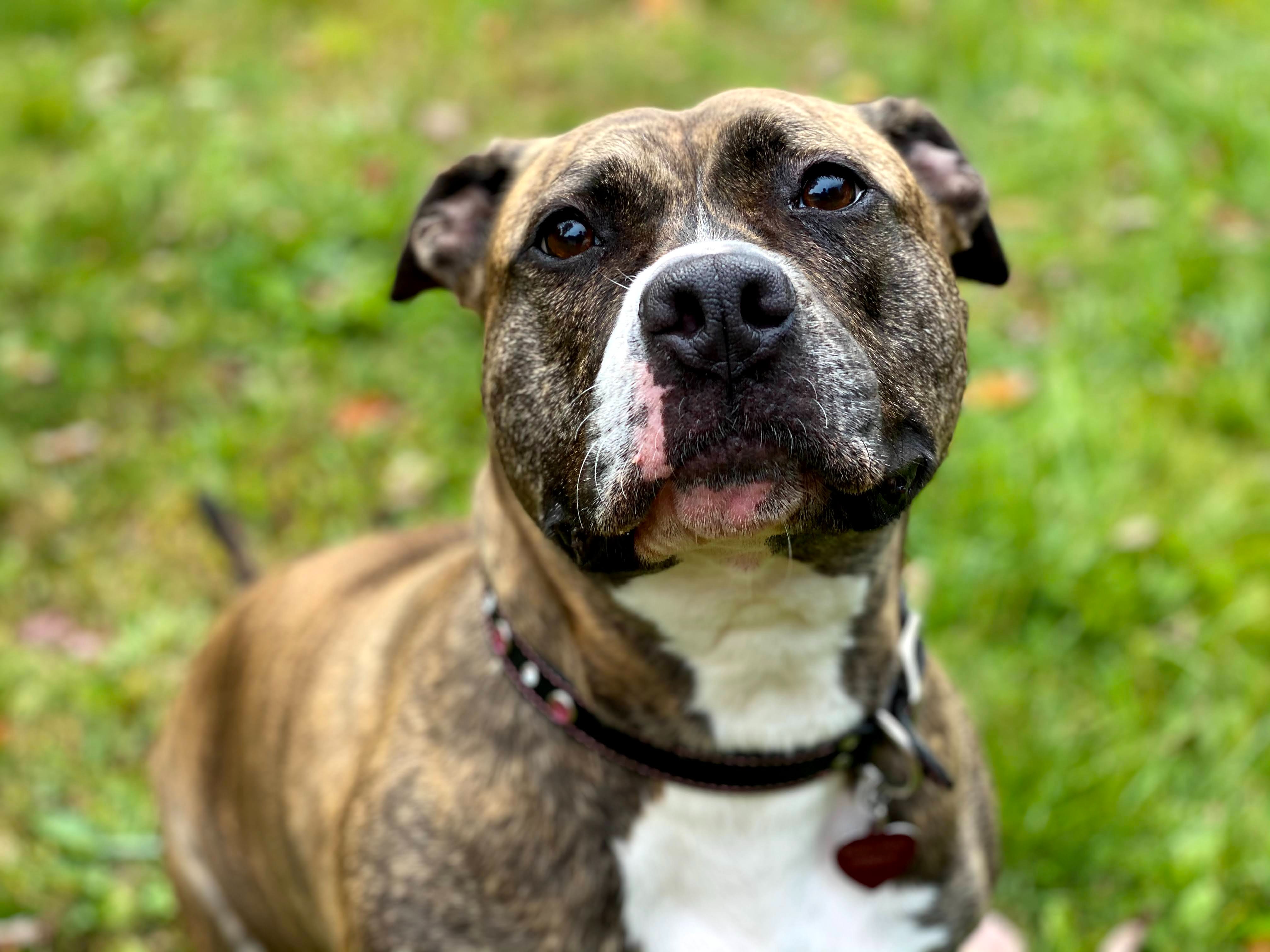 Picture of a brown pit bull puppy